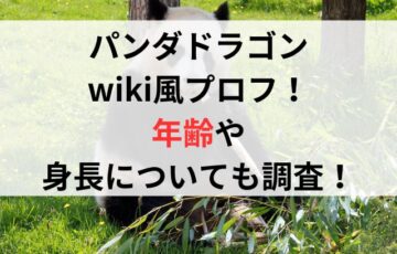 パンダドラゴンwiki風プロフ！年齢や身長についても調査！